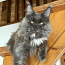 Maine-coon (foto #3)