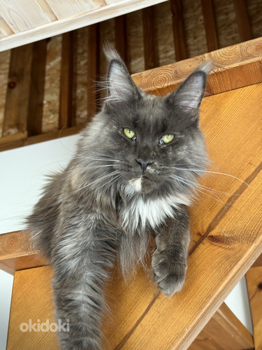 Maine-coon (foto #3)