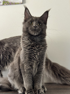 Maine coon 5 kuud (3 foto / 6)