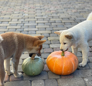 Shiba inu (3 foto / 9)