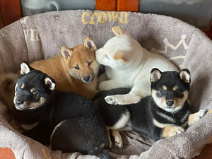 Shiba inu (4 foto / 10)