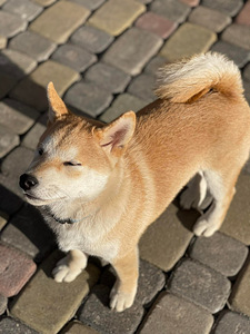 Shiba inu (7 foto / 10)