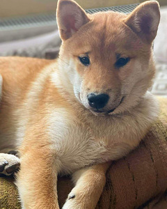 Shiba inu (8 foto / 10)