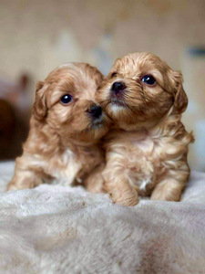 Havanese Bichon / Havanese (5 foto / 10)