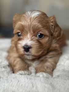 Havanese Bichon / Havanese (6 foto / 10)