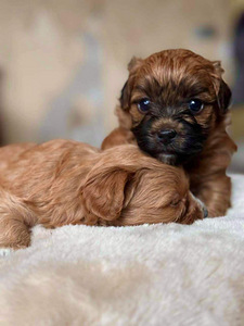 Havanese Bichon / Havanese (8 foto / 10)