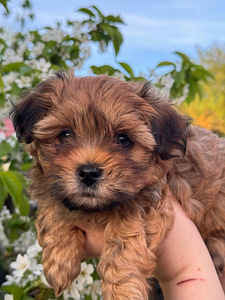 Havanese / Havanese Bichon (6 foto / 8)