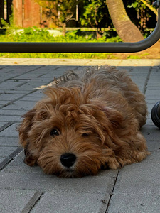 Havanna bichon (5 foto / 9)