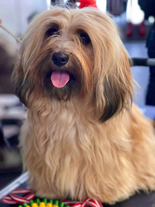 Havanna bichon (10 foto / 10)