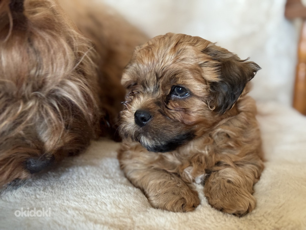 Гаванский бишон