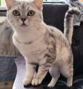 Отдам кота и кошку (2 фото из 2)