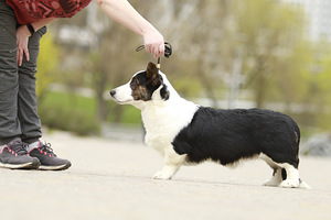 Welsh corgi kardigani kutsikad (2 foto / 5)
