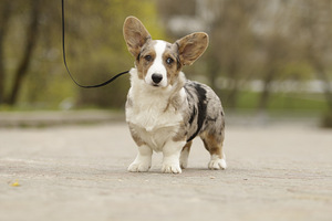 Welsh corgi kardigan bloomerl kutsikas (5 foto / 5)