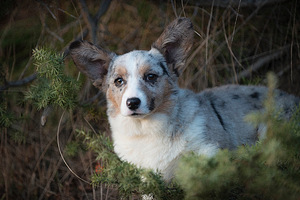 Welsh corgi kardigan kutsikatüdruk (1 foto / 3)