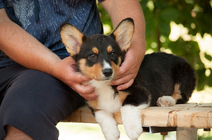 Welsh corgi poiss (2 foto / 5)