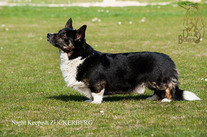 Welsh corgi poiss (5 foto / 5)