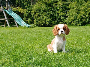 Kutsikad Cavalier King Charlesi spanjel (2 foto / 4)