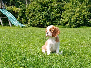 Kutsikad Cavalier King Charlesi spanjel (4 foto / 4)