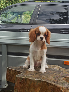 Imeilus tüdruk cavalier king Charles spanjel (3 foto / 7)
