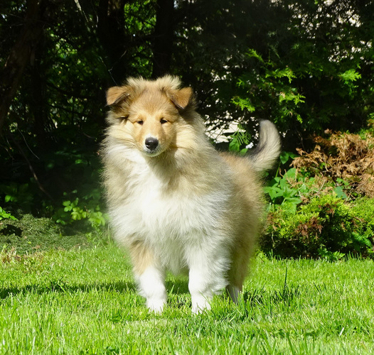 Pikakarvaline collie