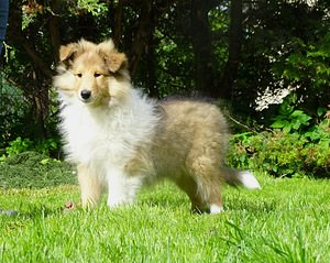 Pikakarvaline collie (4 foto / 10)