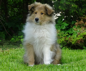 Pikakarvaline collie (5 foto / 10)
