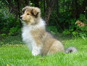 Pikakarvaline collie (8 foto / 10)