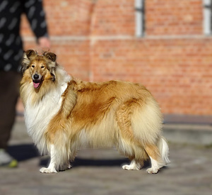 Pikakarvaline collie (10 foto / 10)