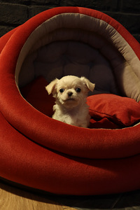 Pitkäkarvaiset chihuahuan pennut – tyttö ja poika (1 valokuva sivusta 9)