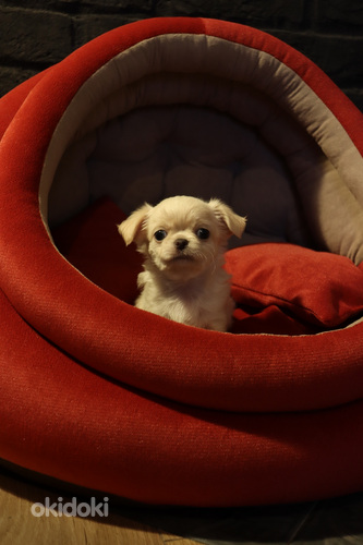 Pitkäkarvaiset chihuahuan pennut – tyttö ja poika