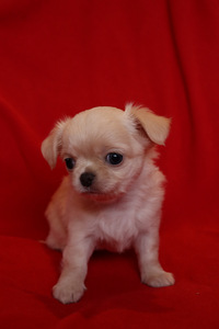 Pitkäkarvaiset chihuahuan pennut – tyttö ja poika (2 valokuva sivusta 9)