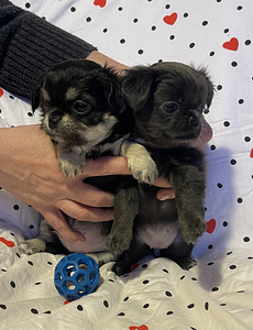 Pitkäkarvaiset chihuahuan pennut – tyttö ja poika (9 valokuva sivusta 9)