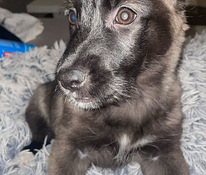 Koira pentu tyttö