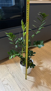 Zamioculcas