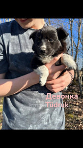 Kutsikad segaverelised ema vene-euroopa laika (1 foto / 4)
