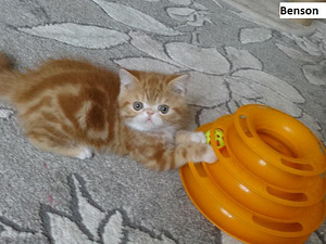 Экзотик котята (1 фото из 7)