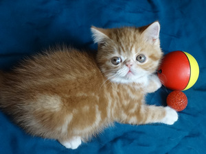 Экзотик котята (6 фото из 7)