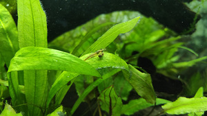 Austraalia Amano krevetid (Caridina Typus) (4 foto / 7)