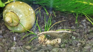 Austraalia Amano krevetid (Caridina Typus) (7 foto / 7)