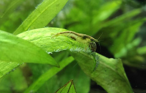 Austraalia Amano krevetid (Caridina Typus) (2 foto / 7)