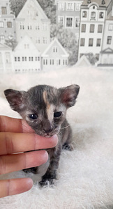 Восточная кошка (2 фото из 6)