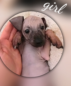 Amerikan hairless terjer (2 foto / 5)