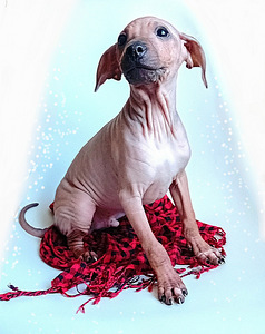Naked dog (1 foto / 2)