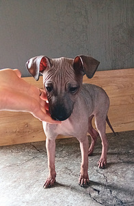 Naked dog (3 foto / 8)