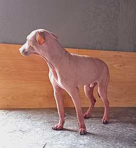 Naked dog (7 foto / 8)