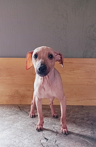 Naked dog (8 foto / 8)