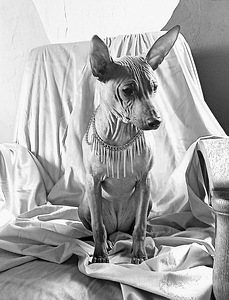 American hairless terjer (3 foto / 5)
