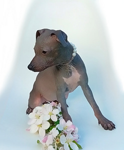 American hairless terjer (2 foto / 10)