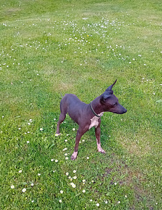 American hairless terjer (3 foto / 5)