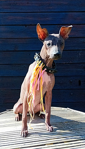 American hairless terjer (1 foto / 5)